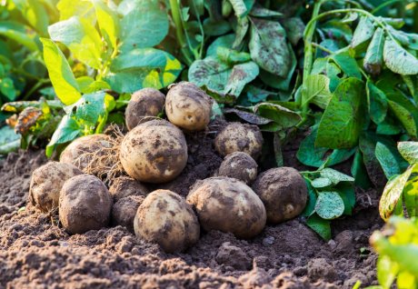 Почему картошка чернеет после варки? Картофель вредный для здоровья